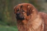 DOGUE DU TIBET 583